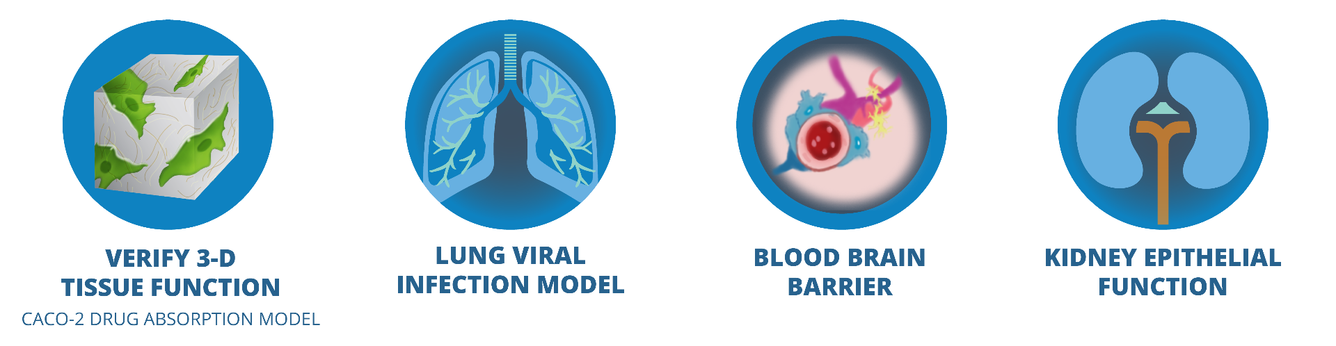 EVOM3 Emerging Application Fields, Verify 3d tissue function, Caco-2 Drug absorption model, blood brain barrier, kidney epithelial transport