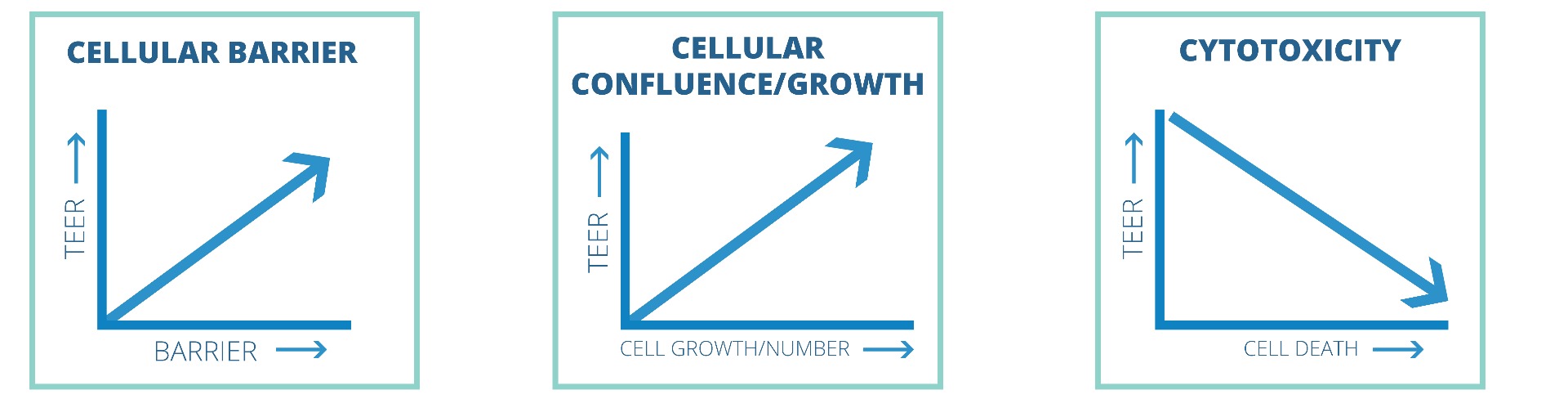 EVOM3 Key Applications, Cellular Barrier, Cellular Confluence Growth, Cytoxicity
