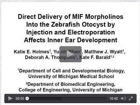 Microinjection in Zebrafish Oocytes