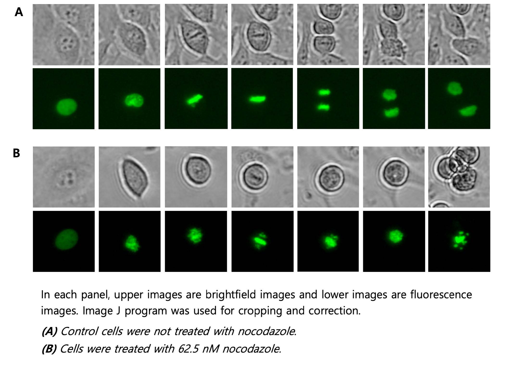 cell imaging