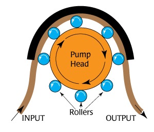 Peristaltic pump action