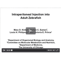 Zebrafish Microinjection using the UMP3/Micro4