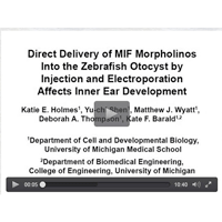 Microinjection in Zebrafish Otocytes