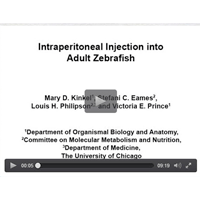 Zebrafish Microinjection Technique from JoVE